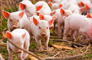 Gestión de Resíduos Ganaderos - Reysa Resíduos y Sanidad Agropecuaria
